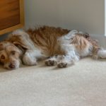 Get Dog Pee Out of the Carpet